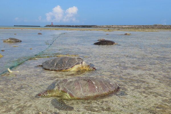 Rùa biển xanh bị què vì lưới đánh cá trên đảo Kumejima của Nhật Bản. - Sputnik Việt Nam