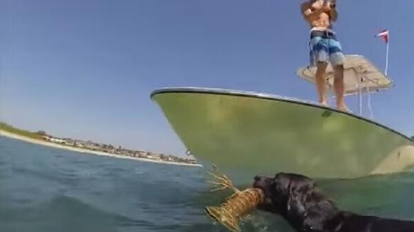Con chó lặn xuống đại dương và bắt được con tôm hùm khổng lồ cho ngườu chủ - Sputnik Việt Nam