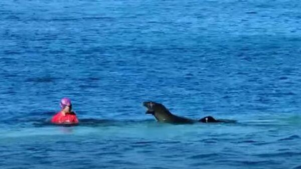 Vì muốn bảo vệ con mình, hải cẩu tấn công một người đang bơi trên biển - Sputnik Việt Nam