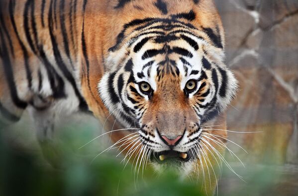 Hổ trong công viên - safari &quot;Taigan&quot; ở Crưm, Nga. - Sputnik Việt Nam