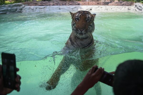Du khách đến vườn thú Mumbai chụp ảnh hổ Bengal đang tắm. - Sputnik Việt Nam