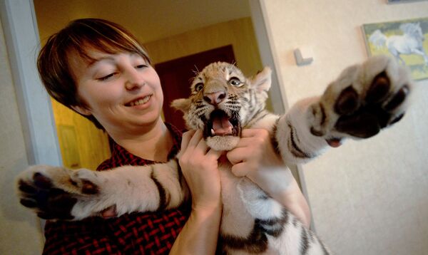 Hổ con bị mộthổ cái bỏ rơi được cho ăn trong căn hộ của Bác sĩ thú y ở Primorye, Nga. - Sputnik Việt Nam