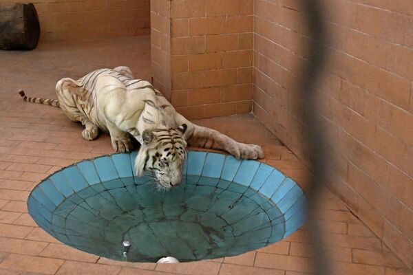 Con hổ trắng uống nước trong chuồng, ngày hè nóng nực tại vườn thú Lahore, Pakistan. - Sputnik Việt Nam