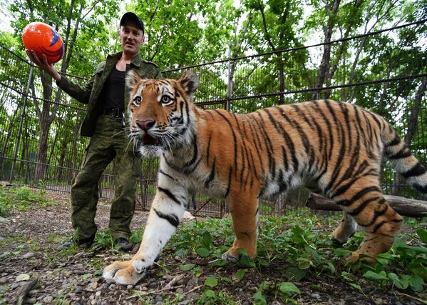 Hổ con 10 tháng tuổi Sherkhan, được sinh ra từ hổ Amur nổi tiếng Amur và hổ cái Ussuri, chơi với nhân viên trong chuồng thú công viên- safari Primorsky, Nga. - Sputnik Việt Nam