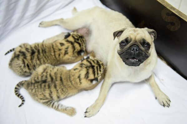 Cô chó pug nuôi hổ con bị hổmẹ bỏ rơi tại khu nghỉ dưỡng Oktyabrsky ở Sochi, Nga. - Sputnik Việt Nam