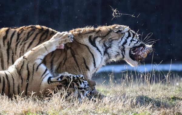 Hổ tại công viên - safari Taigan ở Crưm, Nga. - Sputnik Việt Nam