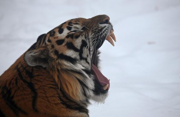 Hổ Amur tại vườn thú Moskva, Nga. - Sputnik Việt Nam