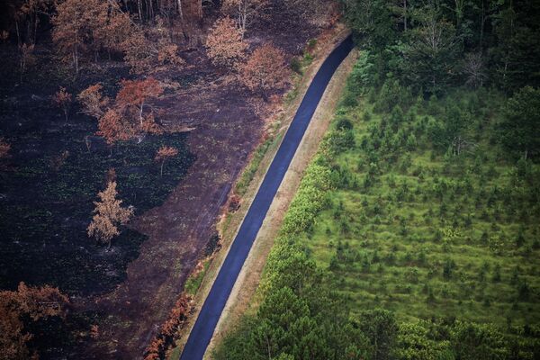 Khu rừng bị lửa thiêu trụi sau trận cháy rừng ở tây-nam nước Pháp. - Sputnik Việt Nam