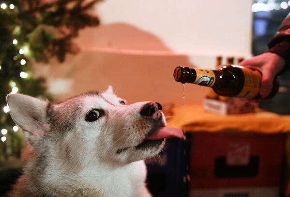 Người chủ đãi thú cưng món ăn cho chó &quot;Cái đuôi&quot; (Schwanz) tại quán bar Underdog ở Moscow - Sputnik Việt Nam
