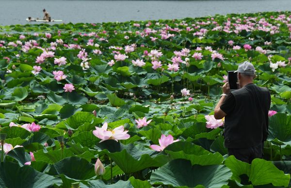 Người đàn ông chụp ảnh hoa sen Komarov nở trên hồ nước ở ngoại ô Ussuriysk tại Khu vực Primorsky. - Sputnik Việt Nam