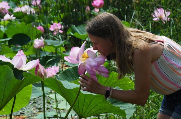 Cô gái giữa những bông hoa sen Komarov đang nở trong hồ nước ở ngoại ô Ussuriysk tại Khu vực Primorsky. - Sputnik Việt Nam