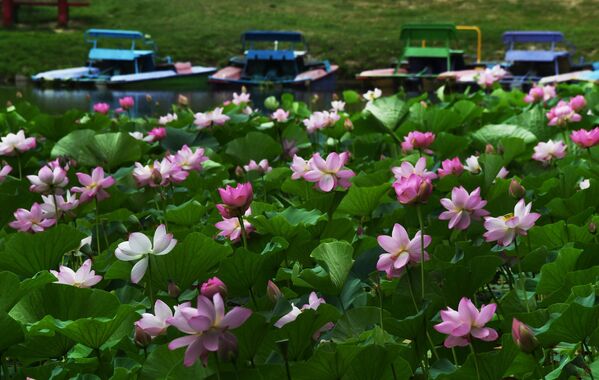 Những bông hoa sen Komarov nở rộ trên hồ nước ở ngoại ô Ussuriysk tại Khu vực Primorsky. - Sputnik Việt Nam