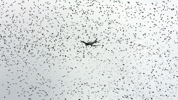 Máy bay và chim - Sputnik Việt Nam
