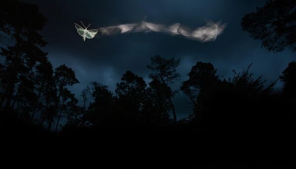 Bức ảnh The Journey of a Moth của nhiếp ảnh gia Hungary Tibor Litauszki, giải nhất hạng mục Wild Portraits cuộc thi ảnh Nature TTL Photographer of the Year 2022. - Sputnik Việt Nam