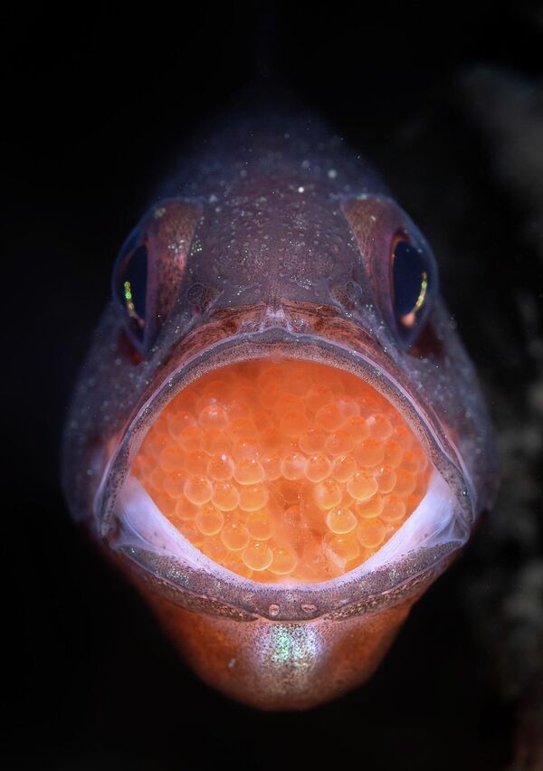 Bức ảnh Caviar của nhiếp ảnh gia Úc Talia Greis, giải hai hạng mục Underwater cuộc thi ảnh Nature TTL Photographer of the Year 2022. - Sputnik Việt Nam