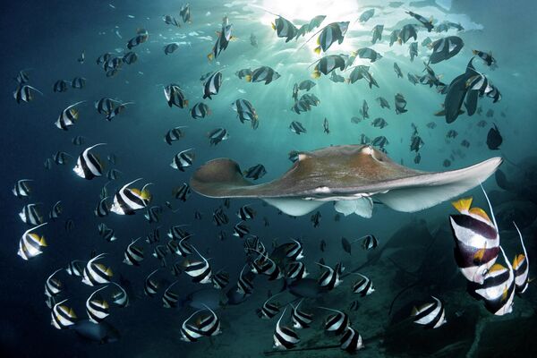 Bức ảnh Sunset Ray của nhiếp ảnh gia Thụy Sĩ Andy Schmid, giải nhất hạng mục Underwater cuộc thi ảnh Nature TTL Photographer of the Year 2022. - Sputnik Việt Nam