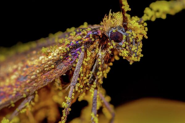 Bức ảnh Pretty in Pollen của nhiếp ảnh gia Anh Tim Crabb, giải hai trong hạng mục Small World cuộc thi ảnh Nature TTL Photographer of the Year 2022. - Sputnik Việt Nam