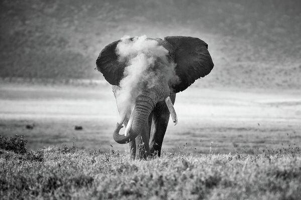Bức ảnh African Elephant Puffing Dust của nhiếp ảnh gia Úc Michael Snedic, giải hai hạng mục Animal Behaviour cuộc thi Nature TTL Photographer of the Year 2022. - Sputnik Việt Nam