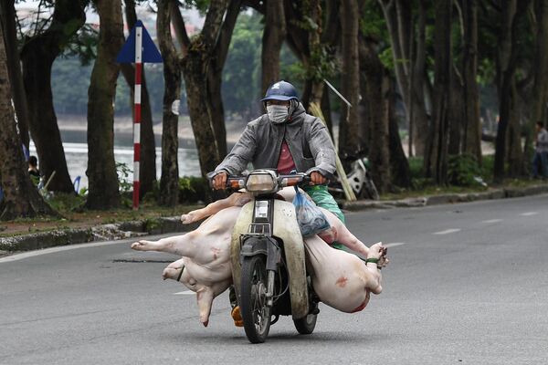 Người đàn ông chở lợn trên xe máy trên đường phố Hà Nội. - Sputnik Việt Nam