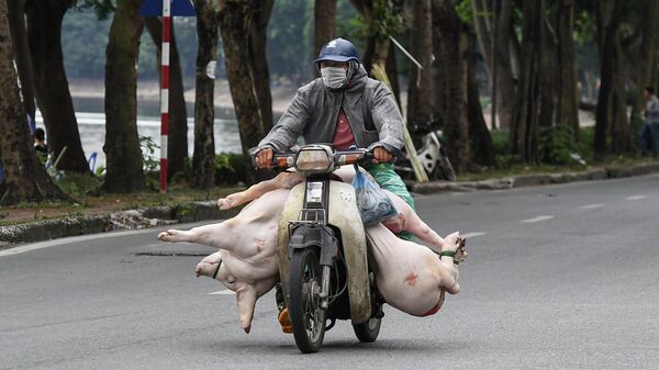 Người đàn ông chở lợn trên  xe máy trên đường phố Hà Nội. - Sputnik Việt Nam