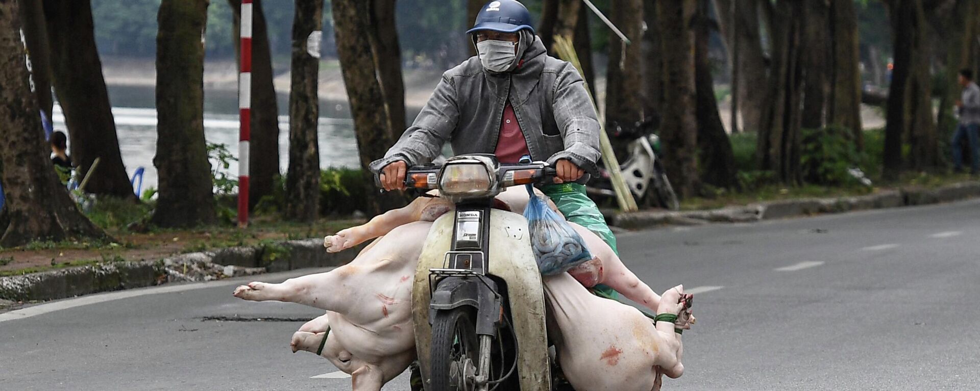 Người đàn ông chở lợn trên  xe máy trên đường phố Hà Nội. - Sputnik Việt Nam, 1920, 22.08.2022