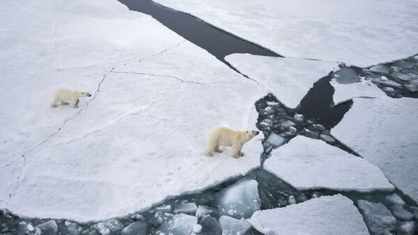 Một con gấu Bắc Cực với một đàn con gần quần đảo Franz Josef Land ở Biển Barents - Sputnik Việt Nam