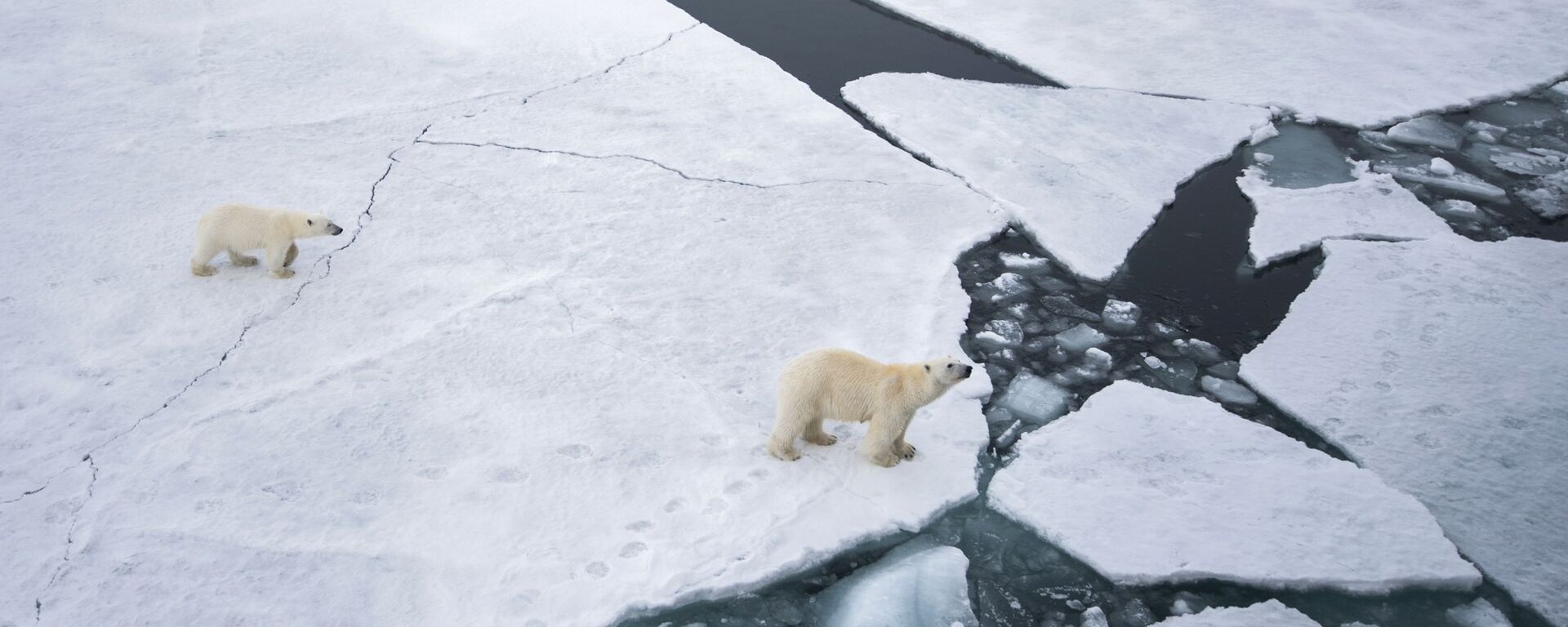 Một con gấu Bắc Cực với một đàn con gần quần đảo Franz Josef Land ở Biển Barents - Sputnik Việt Nam, 1920, 25.08.2022