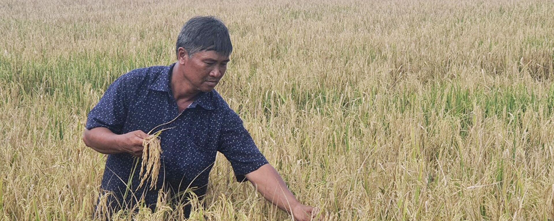 Nhiều diện tích lúa của nông dân ở huyện Phước Long đang chờ máy gặt đến thu hoạch. - Sputnik Việt Nam, 1920, 04.09.2022