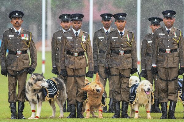 Sĩ quan cảnh sát Sri Lanka và những chú chó nghiệp vụ tham gia lễ kỷ niệm Ngày Cảnh sát Sri Lanka lần thứ 156 ở Colombo. - Sputnik Việt Nam