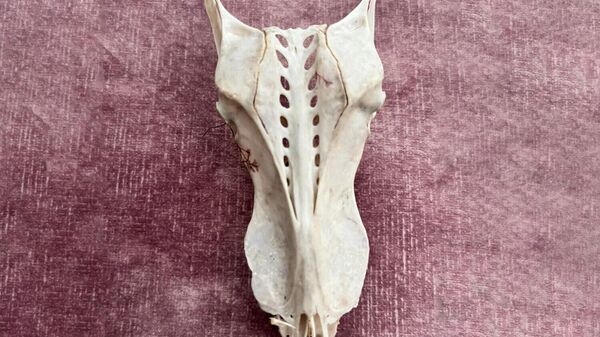 Hộp sọ của một con rồng được tìm thấy trên một bãi biển ở Anh - Sputnik Việt Nam