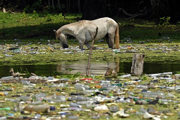 Một con ngựa đang uống nước giữa đống rác từ nhựa, thủy tinh và các vật liệu khác tại hồ chứa Cerron Grande ở Potonico, El Salvador. - Sputnik Việt Nam