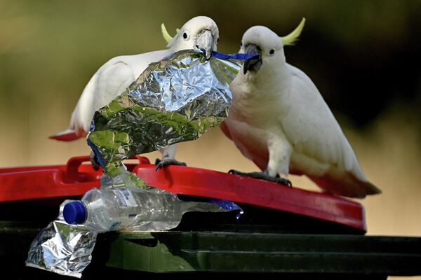 Vẹt mào Cockatoo nhặt thức ăn trong thùng rác bên ngoài nhà hàng ở thành phố biển Wollongong, Australia. - Sputnik Việt Nam