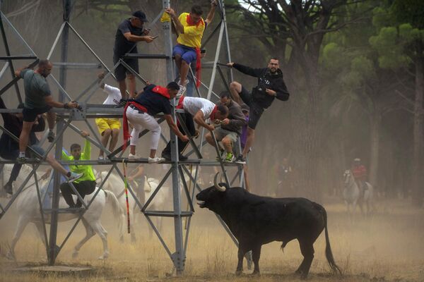 Người chạy tránh con bò tót trong Lễ hội Bò tót «Toro de la Vega» ở Tordesillas, Tây Ban Nha. - Sputnik Việt Nam