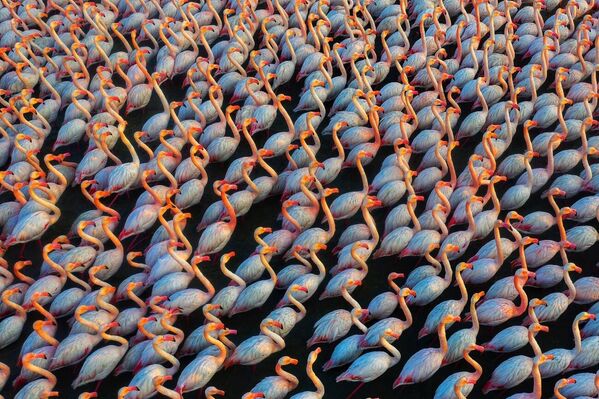 Bức ảnh Solidarity của nhiếp ảnh gia Iran Mehdi Mohebipour, chiến thắng ở hạng mục «Wildlife» của cuộc thi Drone Photo Awards 2022. - Sputnik Việt Nam