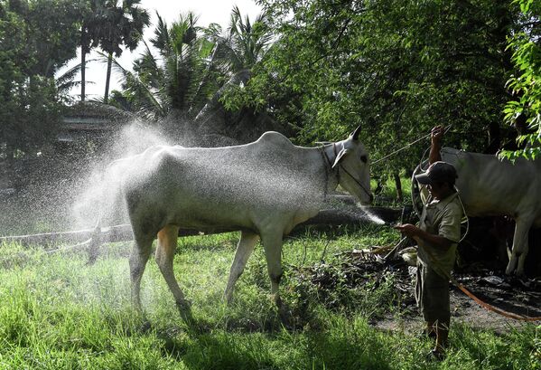 Người đàn ông đang tắm cho bò ở tỉnh An Giang, Việt Nam. - Sputnik Việt Nam