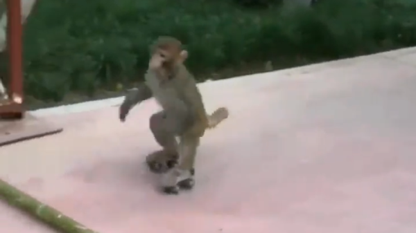 Trượt giỏi hơn cả người: quay video về con khỉ trượt patin - Sputnik Việt Nam