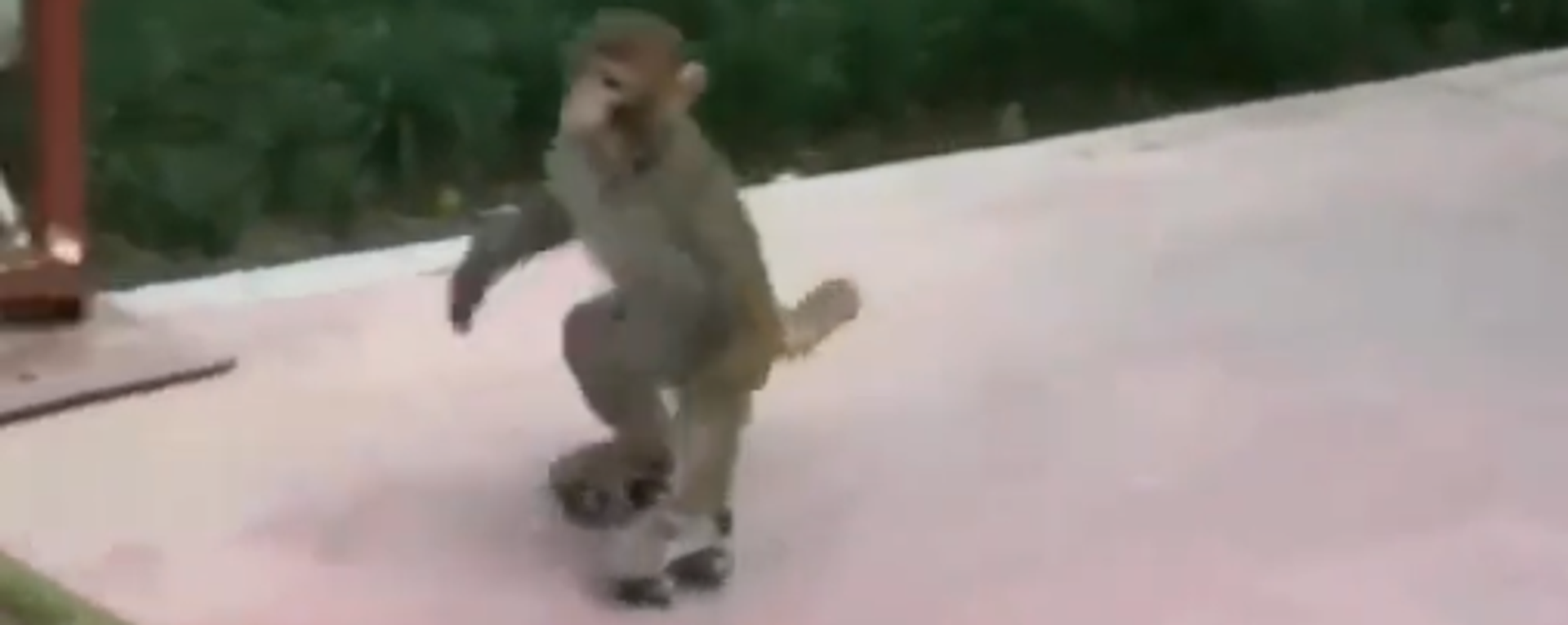 Trượt giỏi hơn cả người: quay video về con khỉ trượt patin - Sputnik Việt Nam, 1920, 03.10.2022