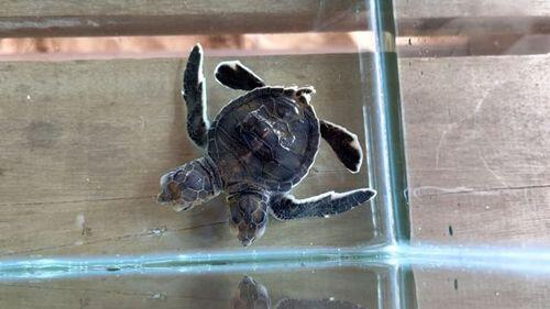 Lực lượng cứu hộ tìm thấy con rùa đột biến hai đầu  - Sputnik Việt Nam, 1920, 04.10.2022