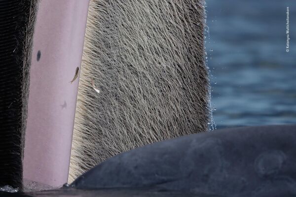 Bức ảnh The beauty of baleen của nhà nhiếp ảnh Thái Lan Katanyou Wuttichaitanakorn, chiến thắng trong hạng mục 15-17 Years cuộc thi Wildlife Photographer of the Year 58. - Sputnik Việt Nam