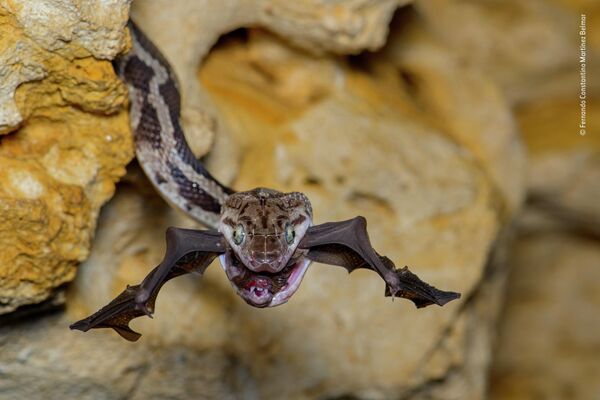 Bức ảnh The bat-snatcher của nhà nhiếp ảnh Mexico Fernando Constantino Martínez Belmar, chiến thắng trong hạng mục Behaviour: Amphibians and Reptiles cuộc thi Wildlife Photographer of the Year 58. - Sputnik Việt Nam