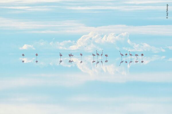 Bức ảnh Heavenly flamingos của nhà nhiếp ảnh Nhật Junji Takasago, chiến thắng trong hạng mục Natural Artistry cuộc thi Wildlife Photographer of the Year 58. - Sputnik Việt Nam