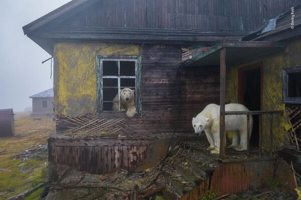 Bức ảnh House of bears của nhiếp ảnh gia Nga Dmitry Kokh, chiến thắng trong hạng mục Urban Wildlife cuộc thi Wildlife Photographer of the Year 58. - Sputnik Việt Nam