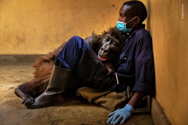 Bức ảnh Ndakasi’s passing của nhà nhiếp ảnh Nam Phi Brent Stirton, chiến thắng trong hạng mục Photo journalism cuộc thi Wildlife Photographer of the Year 58. - Sputnik Việt Nam