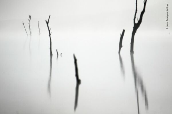 Bức ảnh Out of the fog của nhà nhiếp ảnh Tây Ban Nha Ismael Domínguez Gutiérrez, chiến thắng trong hạng mục 11-14 Years cuộc thi Wildlife Photographer of the Year 58. - Sputnik Việt Nam