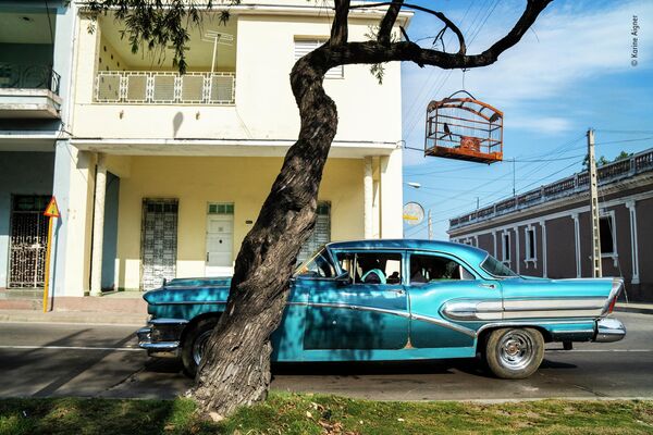 Bức ảnh ‘The Cuban connection&#x27; của nhà nhiếp ảnh Mỹ Karine Aigner, chiến thắng trong hạng mục Photojournalist Story Award cuộc thi Wildlife Photographer of the Year 58. - Sputnik Việt Nam