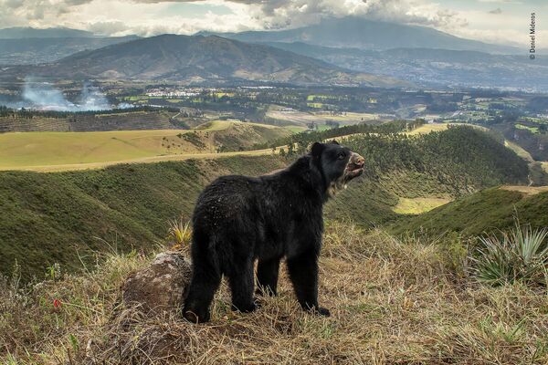 Bức ảnh Spectacled bear’s slim outlook của nhà nhiếp ảnh El Sanvador Daniel Mideros, chiến thắng trong hạng mục Animals in their Environment cuộc thi Wildlife Photographer of the Year 58. - Sputnik Việt Nam