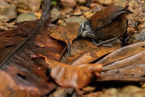 Bức ảnh The listening bird của nhà nhiếp ảnh Mỹ Nick Kanakis, chiến thắng trong hạng mục cuộc thi Wildlife Photographer of the Year 58. - Sputnik Việt Nam