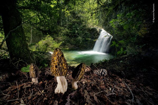 Bức ảnh The magical morels của nhà nhiếp ảnh Hy Lạp Agorastos Papatsanis, chiến thắng trong hạng mục Plants and Fungi cuộc thi Wildlife Photographer of the Year 58. - Sputnik Việt Nam