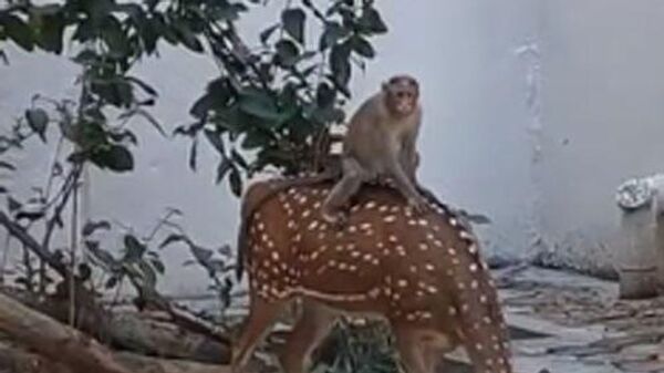 Con khỉ cưỡi trên lưng nai - Sputnik Việt Nam