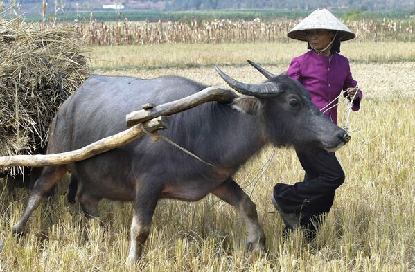 Một nông dân làm việc trên cánh đồng lúa bị ảnh hưởng bởi hạn hán ở tỉnh Vĩnh Phúc. - Sputnik Việt Nam